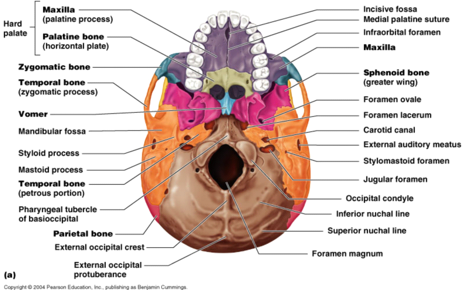 Human Brain Labeled Diagram