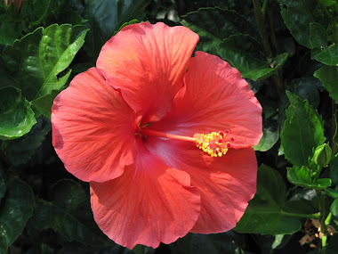 Hibiscus