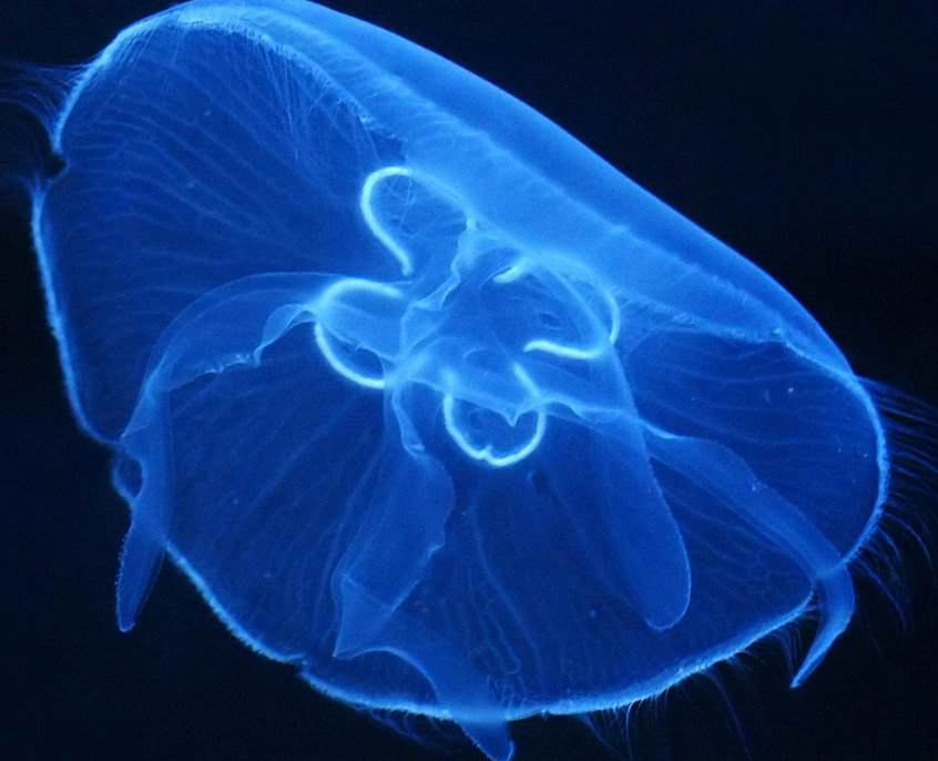 Cnidaria