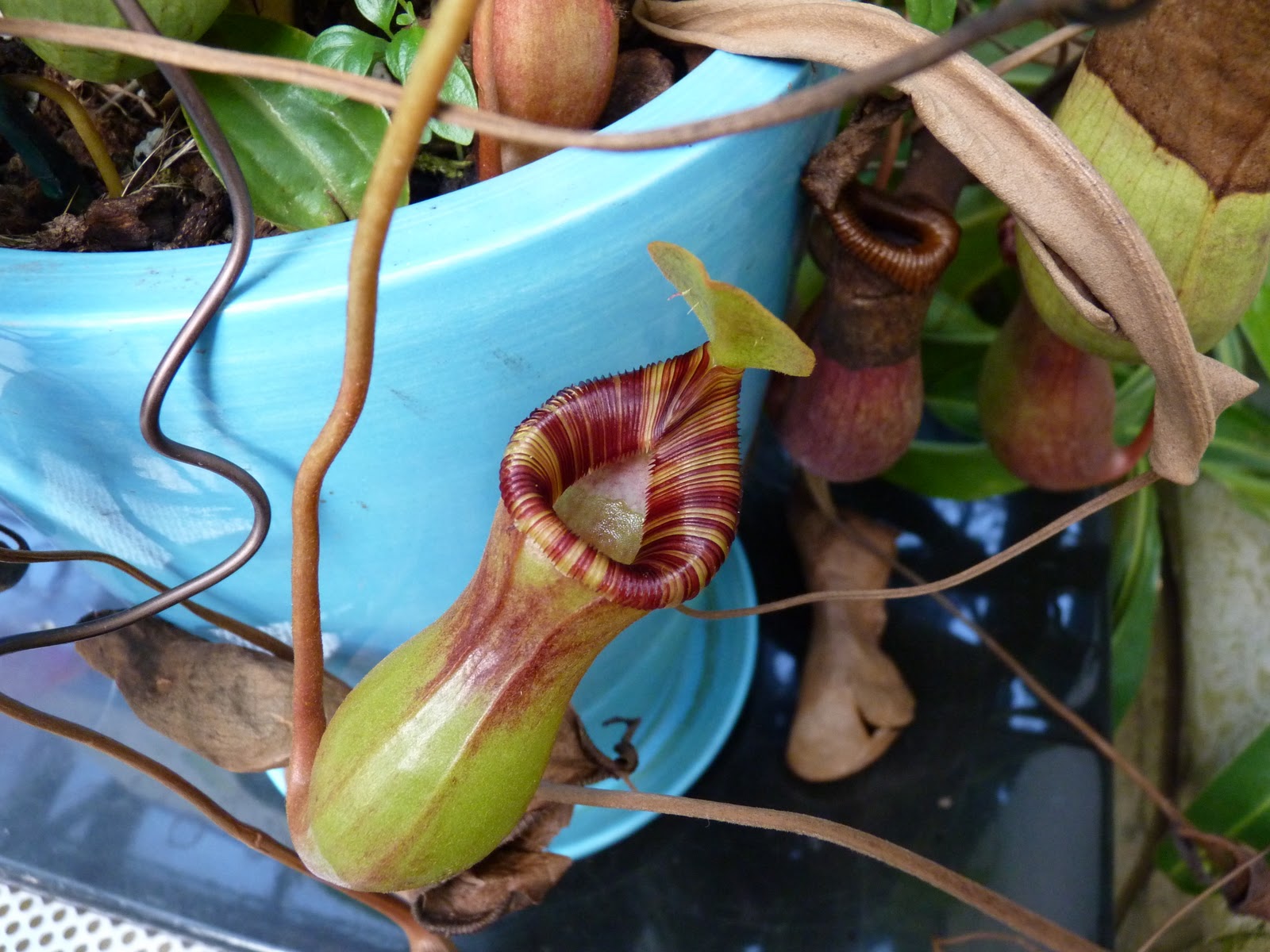 …An Old Lady�s Game. Carnivorous Plants, etc… …An Old Lady�s Game. Carnivorous Plants, etc…
