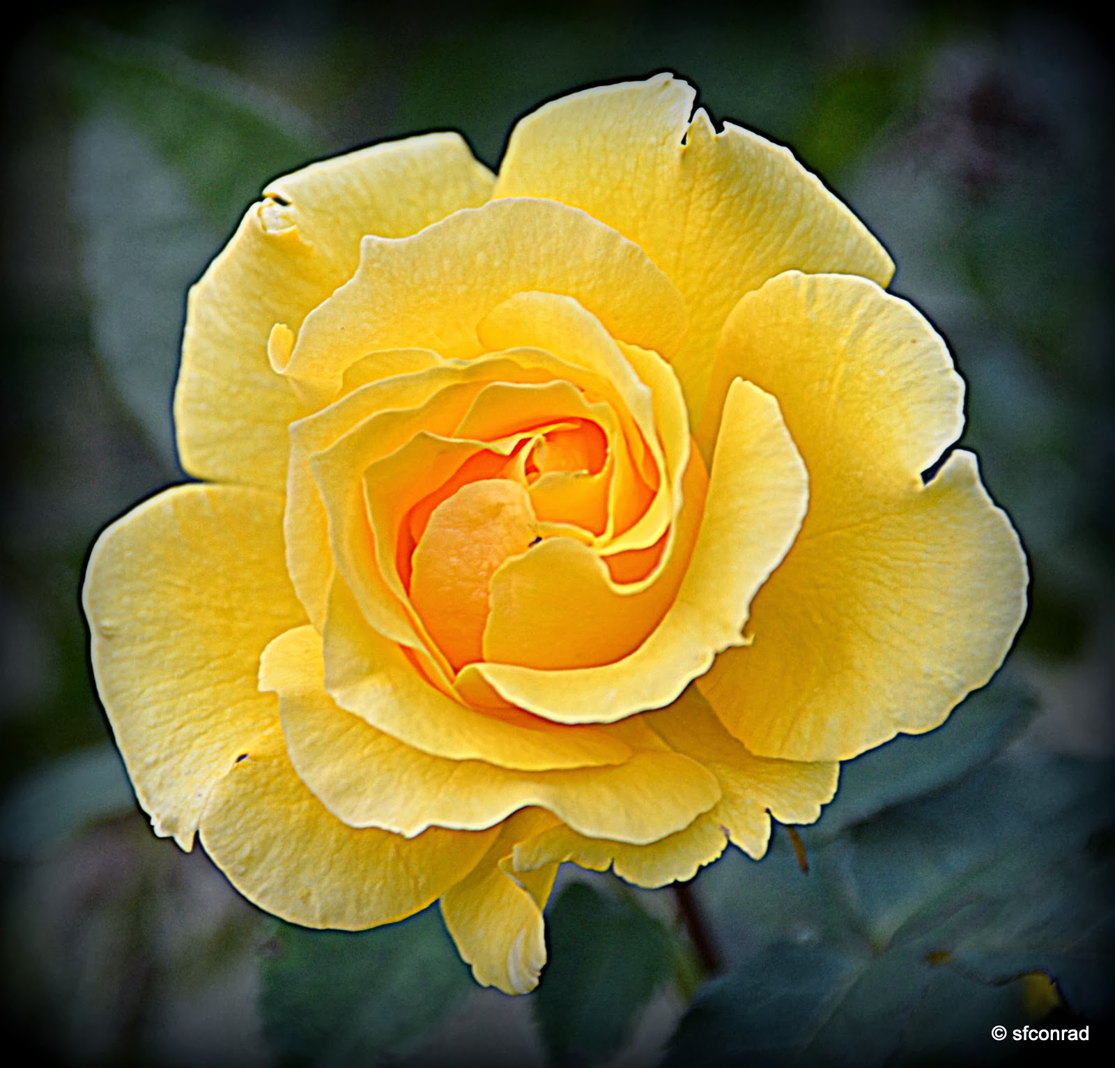 PUPPY PATHS RVing FullTime Perry's Yellow Roses Of Texas!!