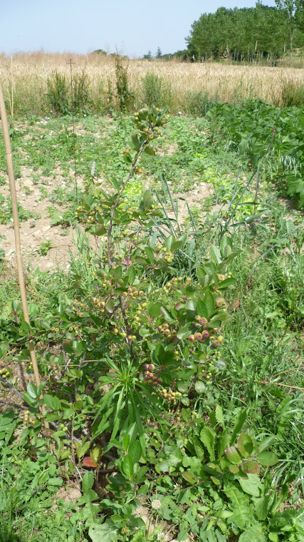 Le jardin botanique