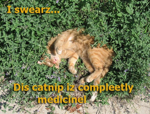 catnip weed