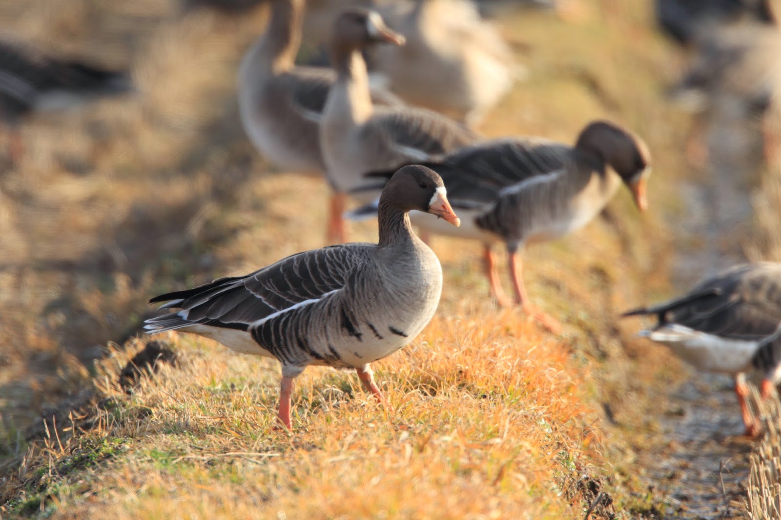 Show Me Snow Geese show-me-snow-geese