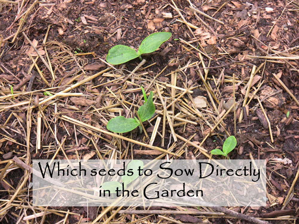 The Backyard Farming Connection Which Plants are Best to Sow Directly