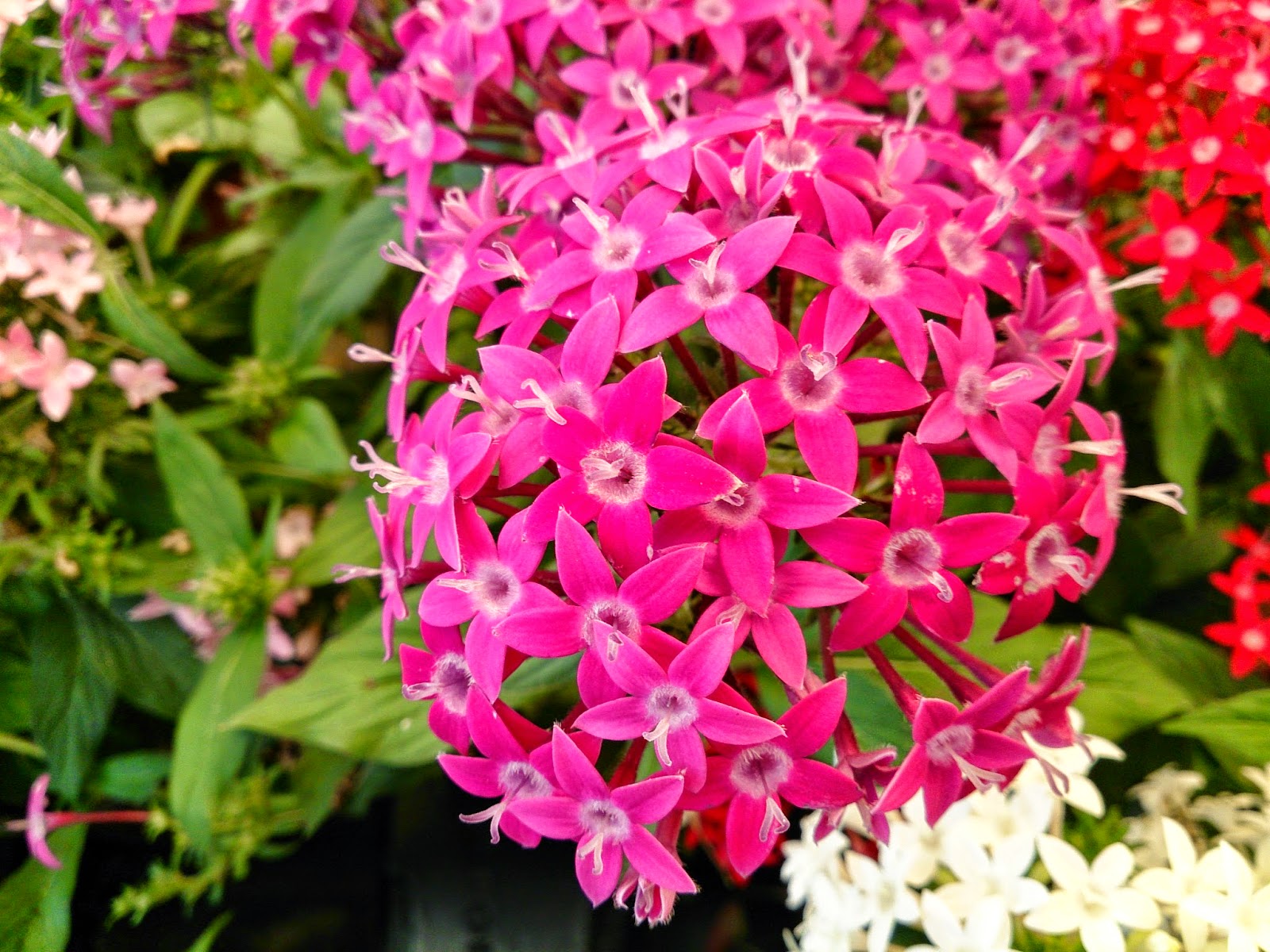 Get Name Of Pink Flowers Image Collections Flower Decoration Design Free Wallpaper Name Of Pink Flowers Image Collections Flower Decoration Design For Free