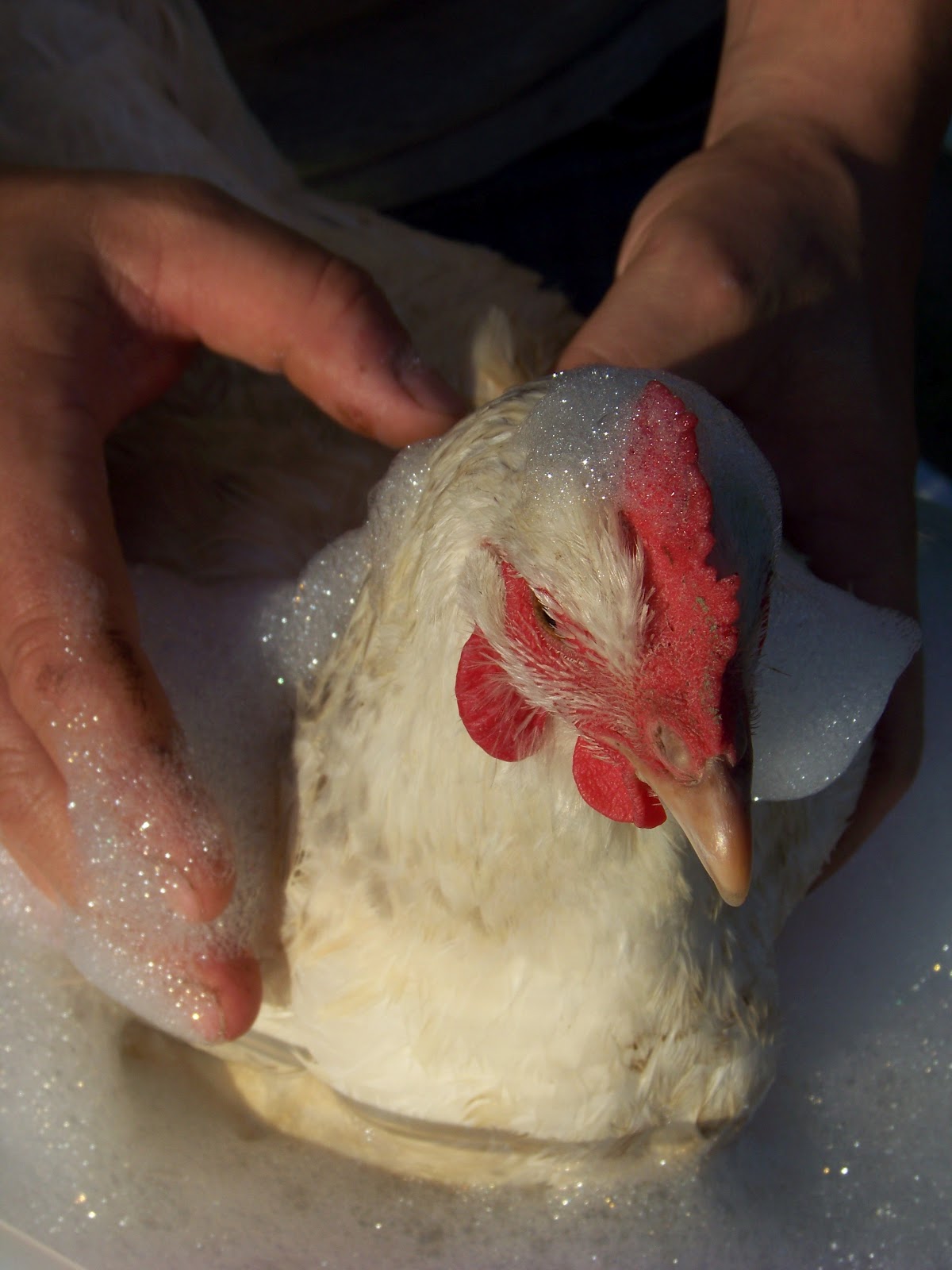 Chicken Bath 101 Community Chickens