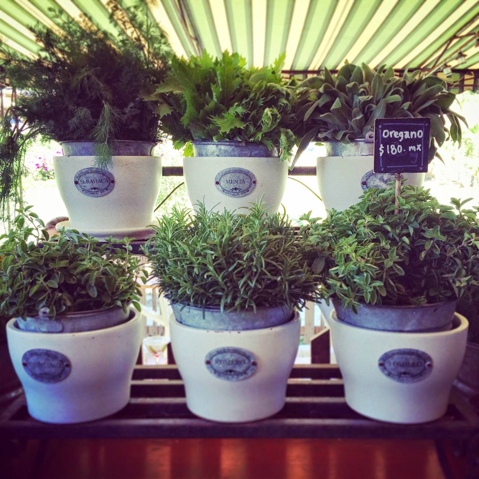 san josé del cabo flora's field kitchen.