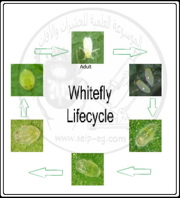 ذبابة القطن البيضاء Cotton whitefly الوصف المورفولوجي ودورة الحياة والمكافحة