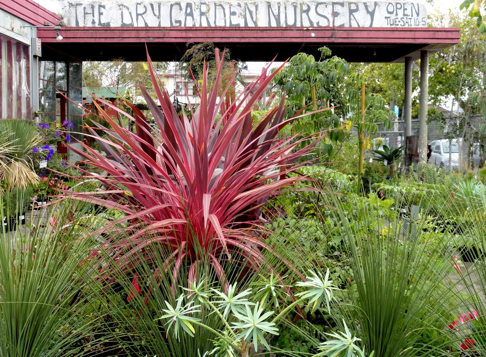 danger garden: The Dry Garden, who needs polish when you've got loads