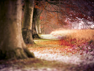 Wallpaper HD Beech Autumn Trees