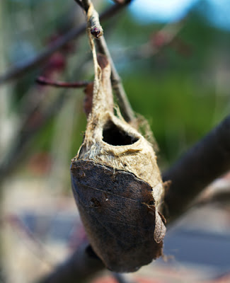 nest cocoon tree identifying blooming winter