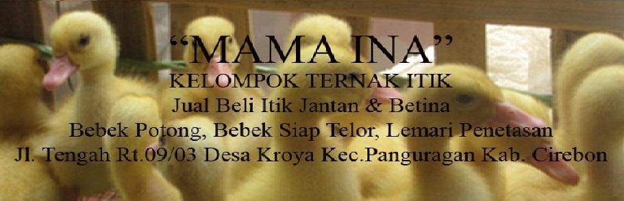 jual beli itik jantan dan betina, bebek potong, bebek siap telor. penetasan