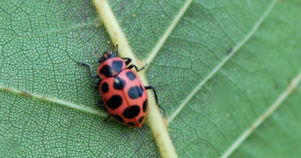 Urban Wildlife Guide The Pinkspotted Ladybug