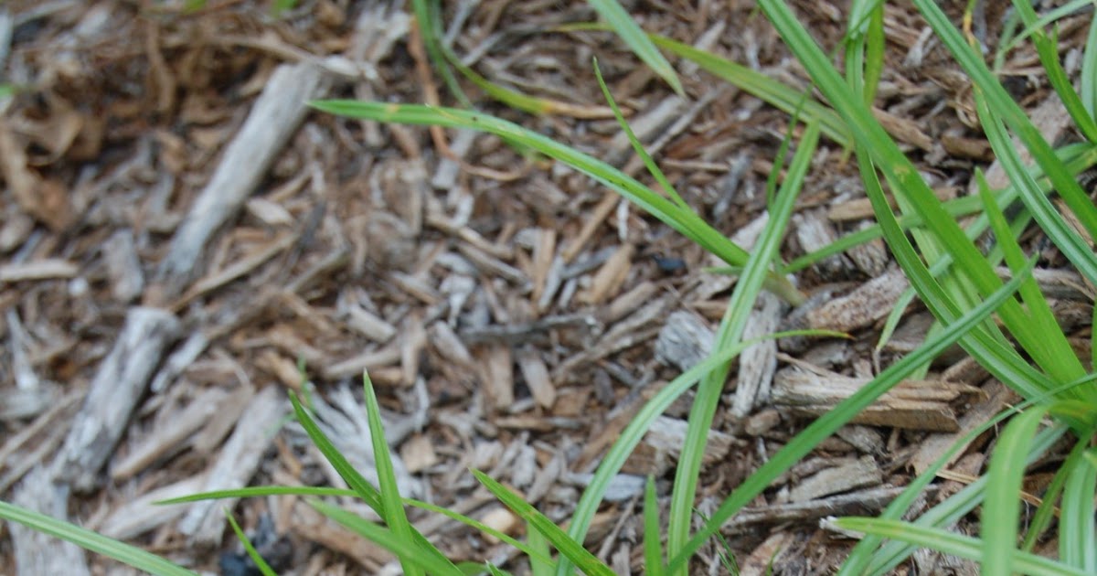 By the Way Nut Grass