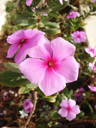 catharanthus roseus vinca rosea ayurvedic simple health tips biolib cz domain