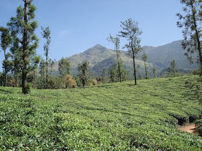 Chembra Peak, Wayanad, Kerala offbeat places, Kerala hidden places, tea estate