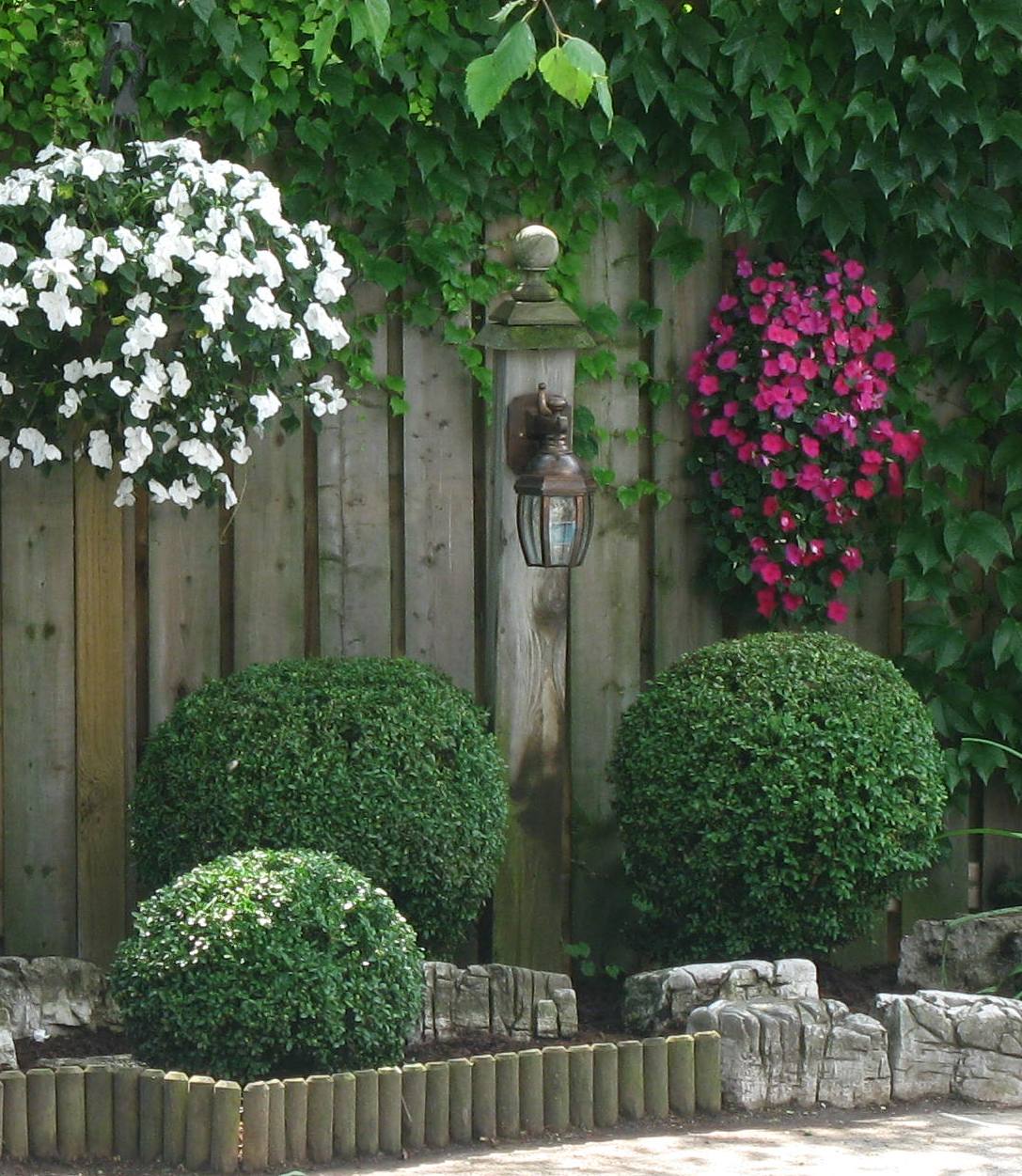 Better Boxwoods Gardener S Journal