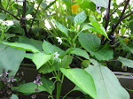 Banana Pepper Flower