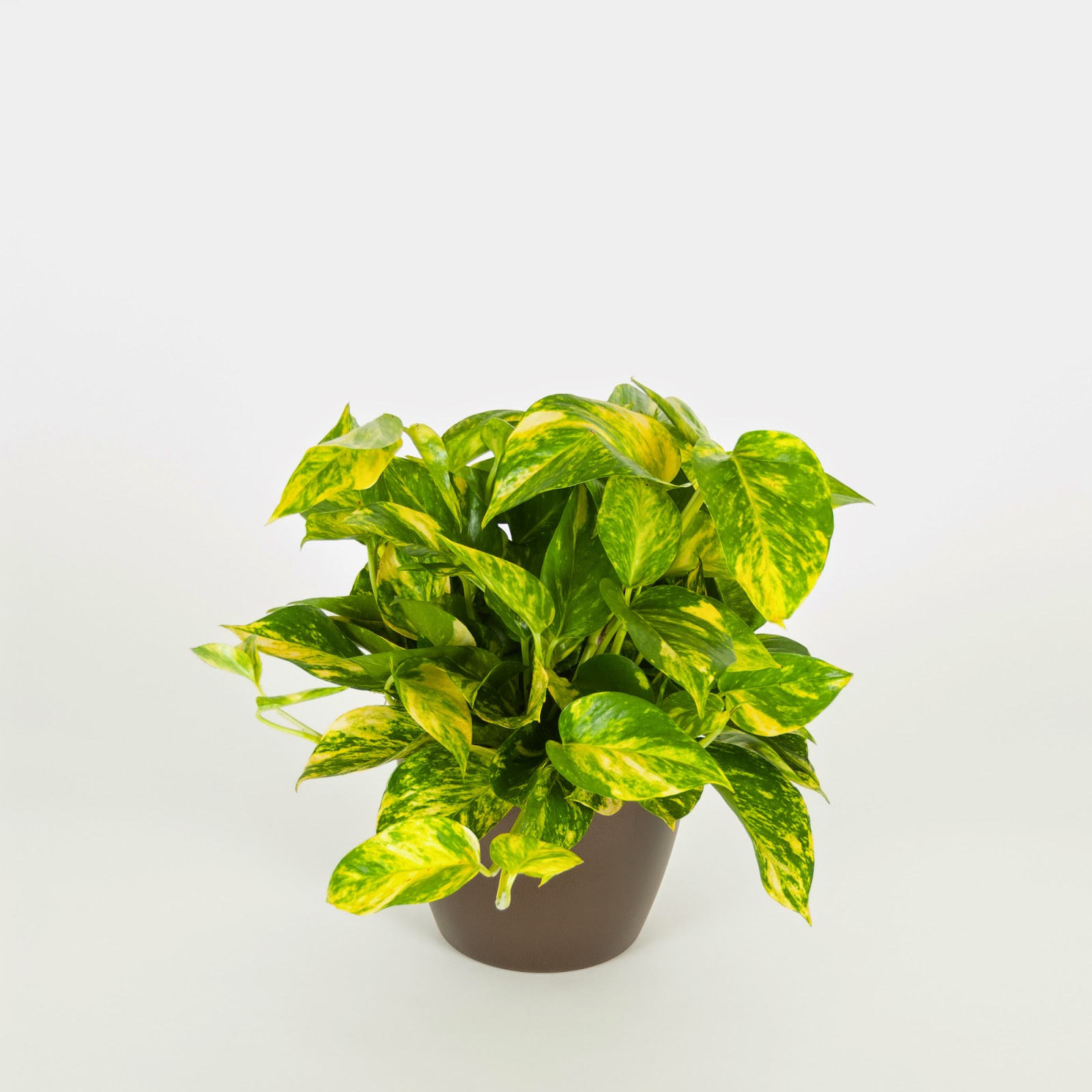Everything Grows Golden Pothos Helps Filter Indoor Air