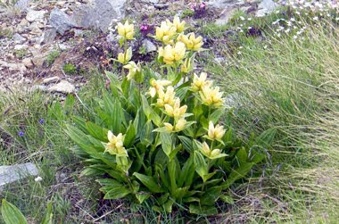 Gentiana punctata (Genziana punteggiata)