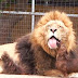 Video Σκυλάκι καθαρίζει τα δόντια λιονταριού