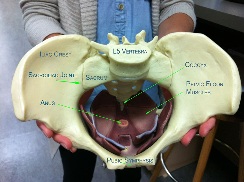 Pelvic Health and Alignment : Anatomy: The Female Pelvis