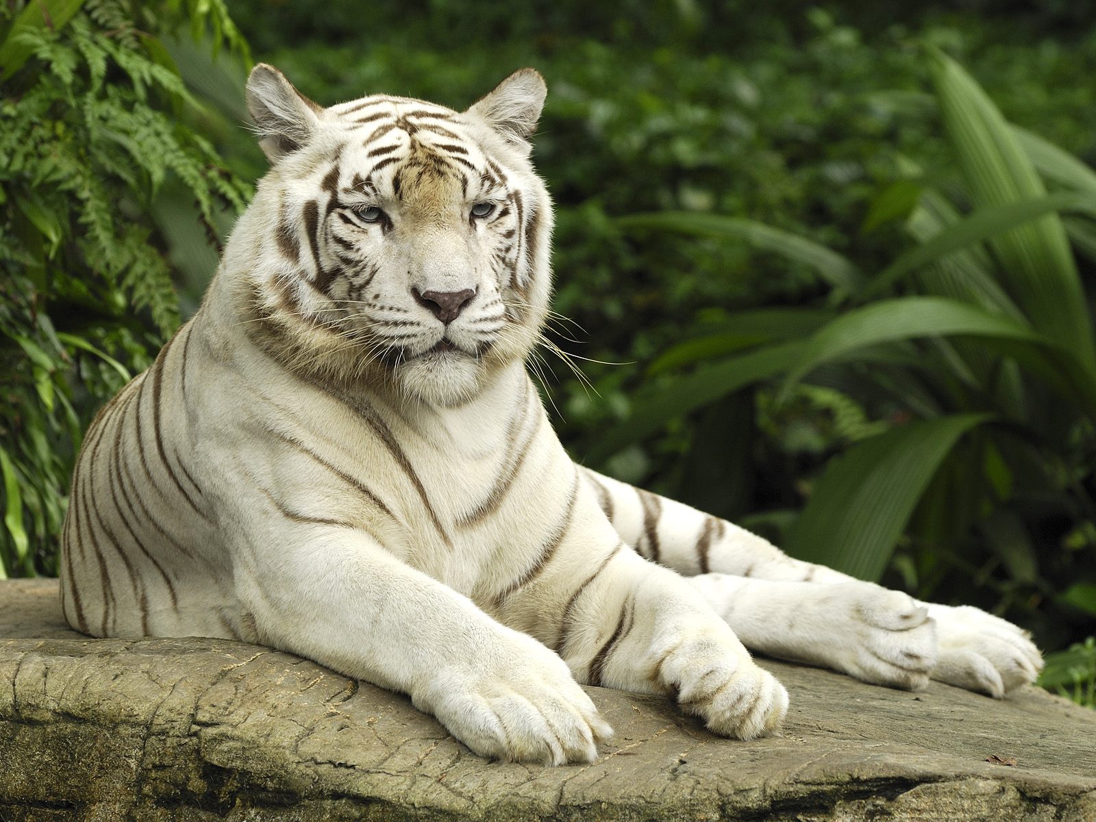 Amazing Funny Picture Best Hd Tiger High Regulation Pictures
