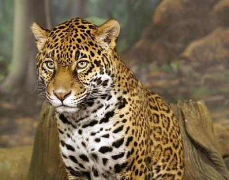 Animals Unique: Jaguar Panthera