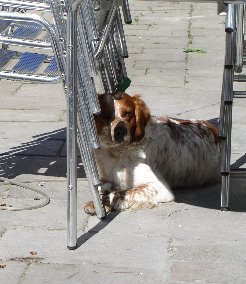 Blipadee Animals in Venice!