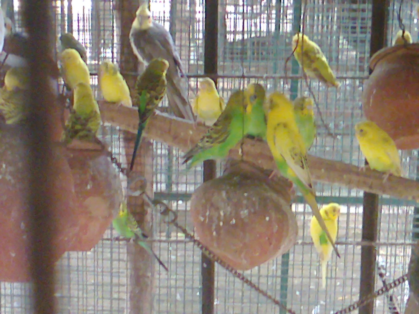 Pet Shop Ahmedabad Birds