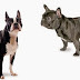 Mε ποια ράτσα μοιάζουν τα Boston Terriers;...