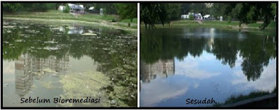 Sebuah kolam sebelum dan sesudah proses bioremediasi - 10 (sepuluh) Teknologi Hijau untuk Mencegah Pemanasan Global - www.simbya.blogspot.com