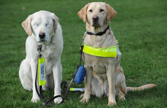 blind guide dog