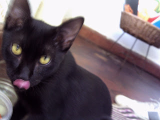 Bereco Noir é o novo habitante da minha casa. Um gato carinhoso e esperto!
