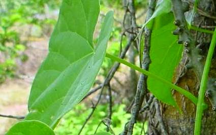 Manfaat dan Khasiat Tanaman Brotowali (Tinospora Crispa L) Tanaman brotowali adalah tanaman perdu yang sering kita jumpai di sekitar kita Manfaat dan Khasiat Tanaman Brotowali (Tinospora Crispa L)