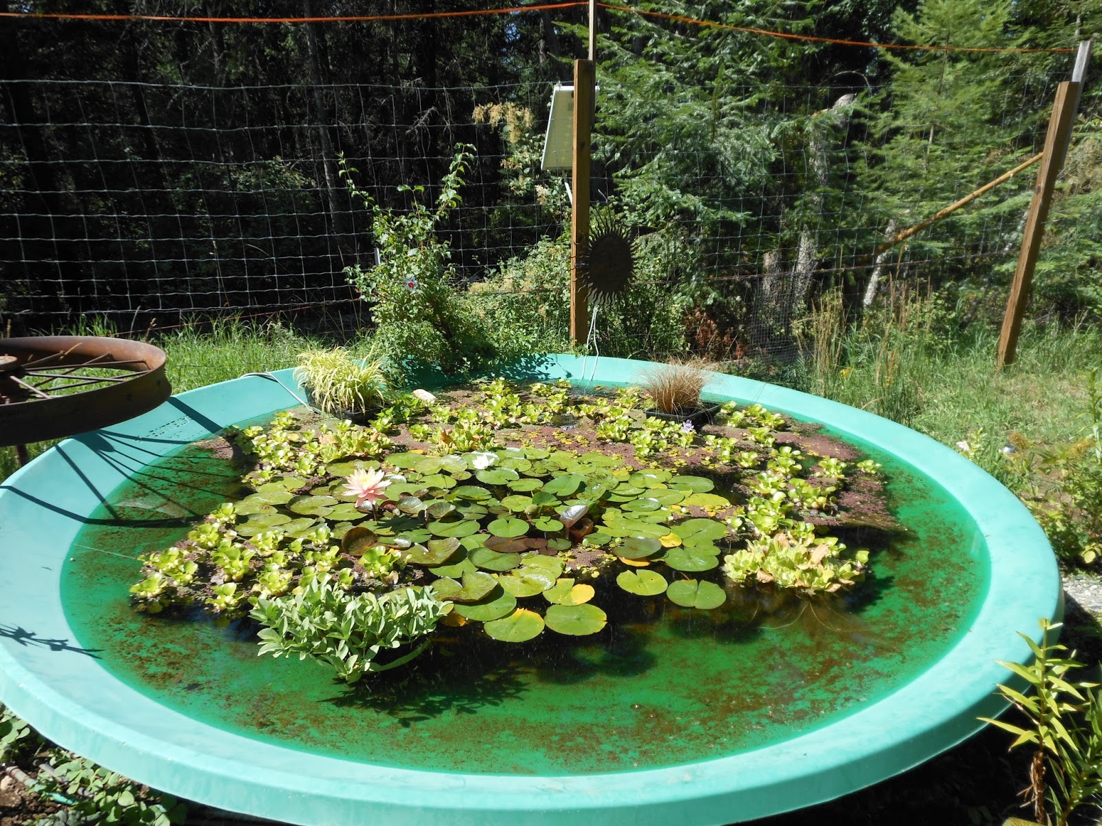 cool water garden susan