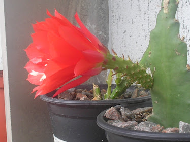 muda c/flor cactus orquidea vermelha