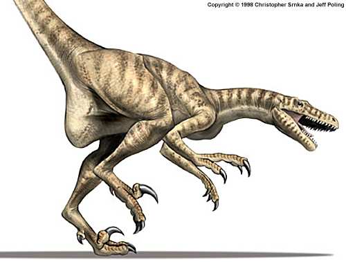 Dromaeosaurus Coloring Page