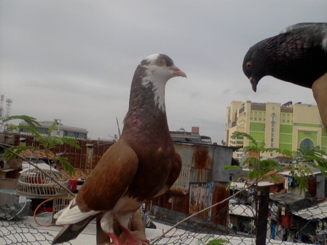 LA VECCHIA BF MERPATI TINGGI