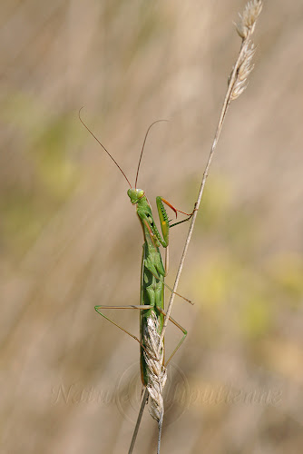 Mantis religiosa