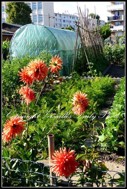 Allotments Versailles jardins familiaux Jussieu