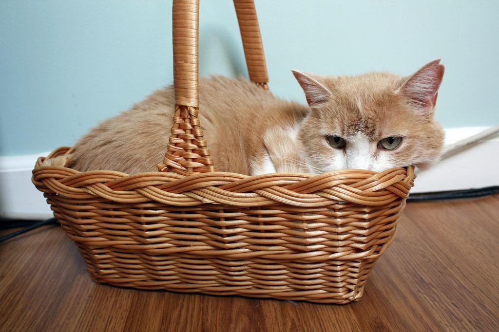 30 Cutest Photos of Cats in Baskets Best Photography, Art, Landscapes and Animal Photography