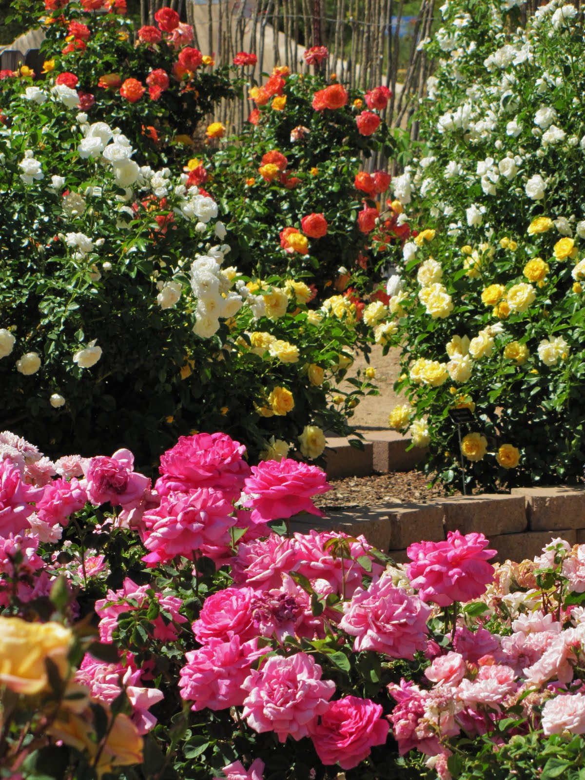 Las Aventuras A Rose Garden in Tucson