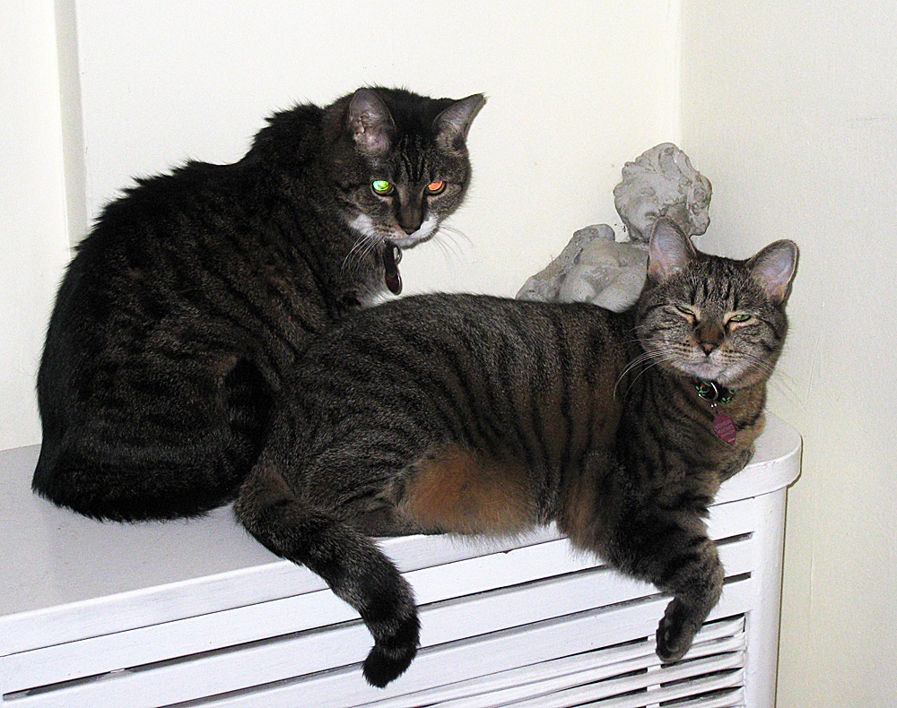 forms traced by light cats, eyes, flash