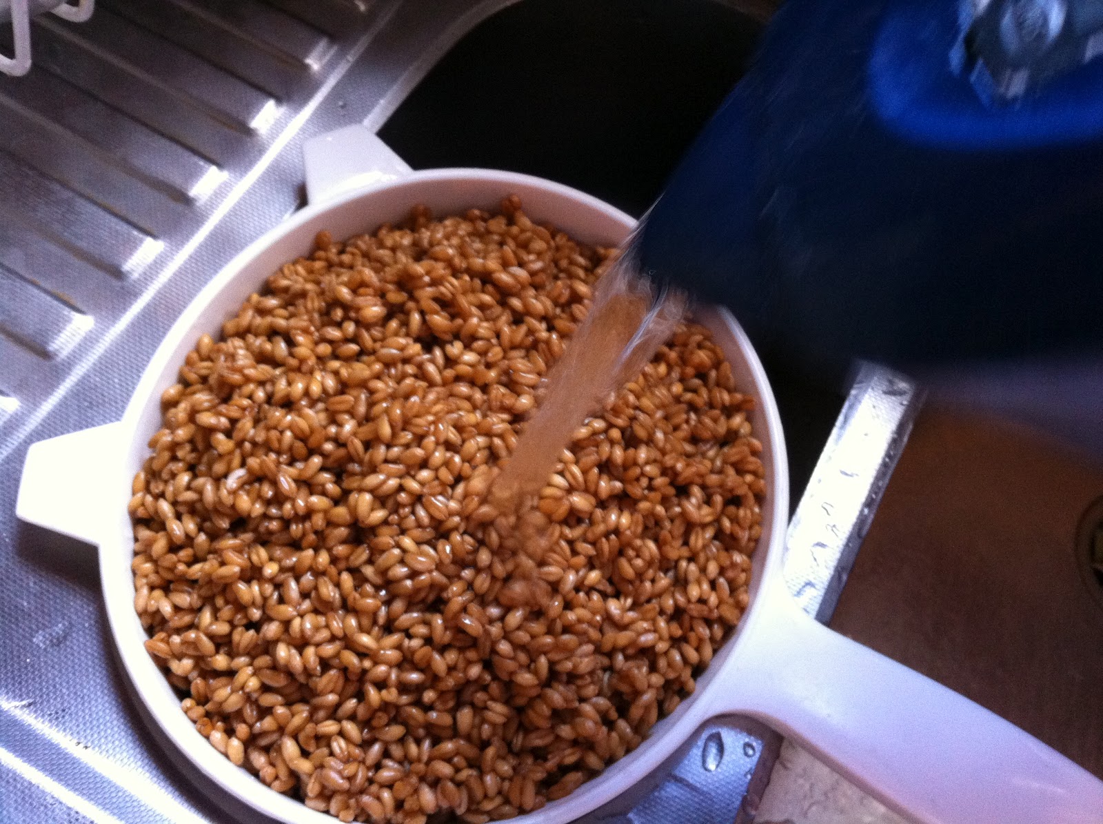 Craving Fresh How to make sprouted flour