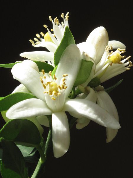 Perfume Shrine On Fragrance Classification Of Flowers White
