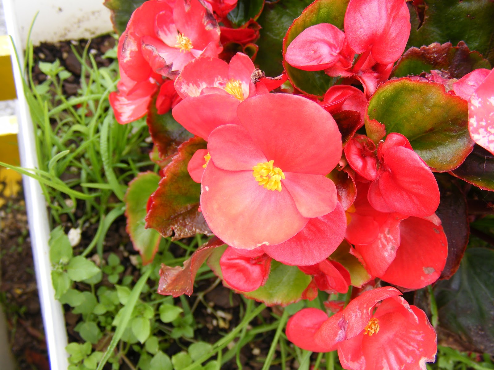 photographing New Zealand begonia color
