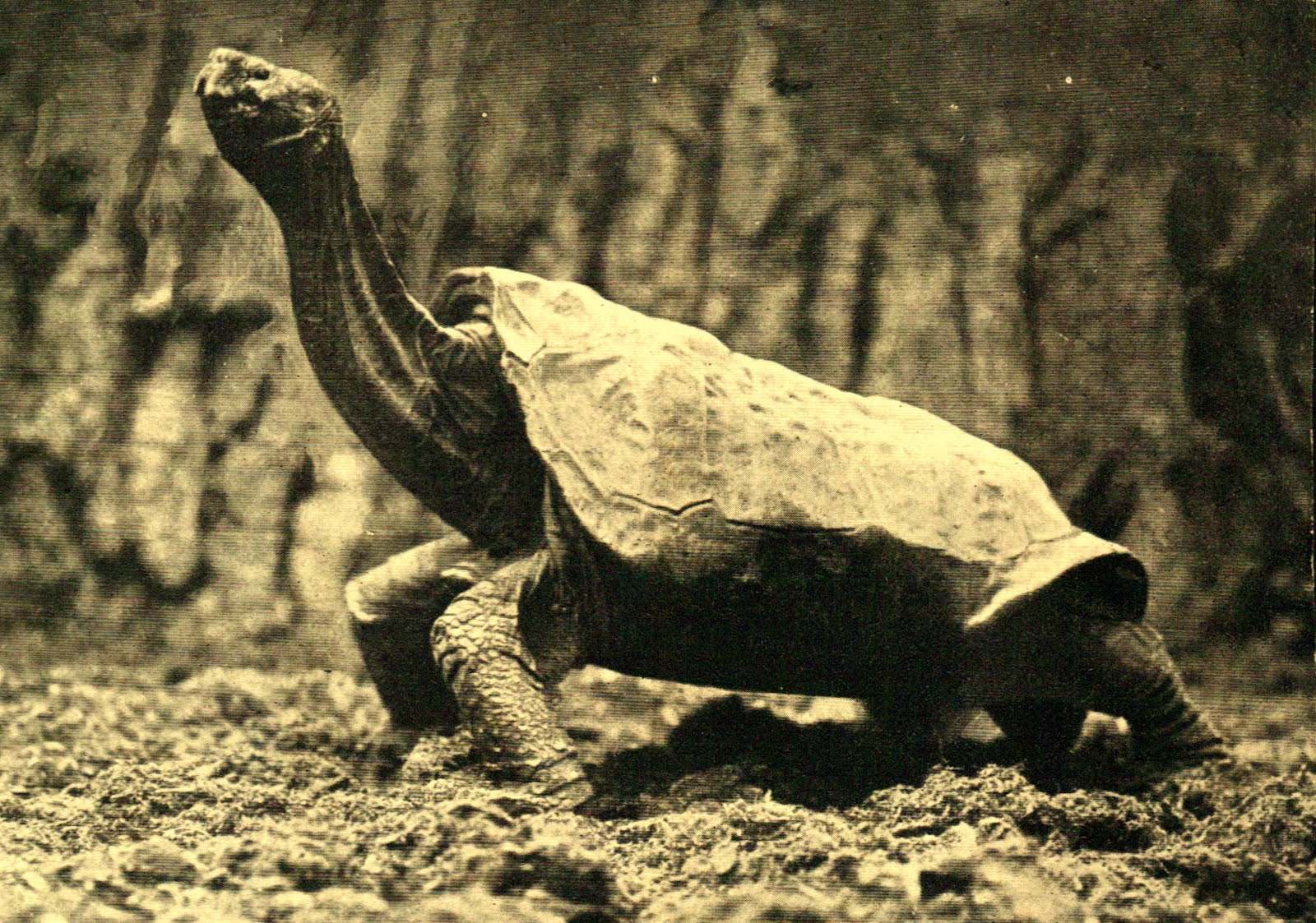 pinta island tortoise adaptations pinta island tortoise adaptations