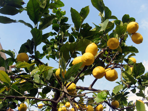 Citrus Tree Diseases